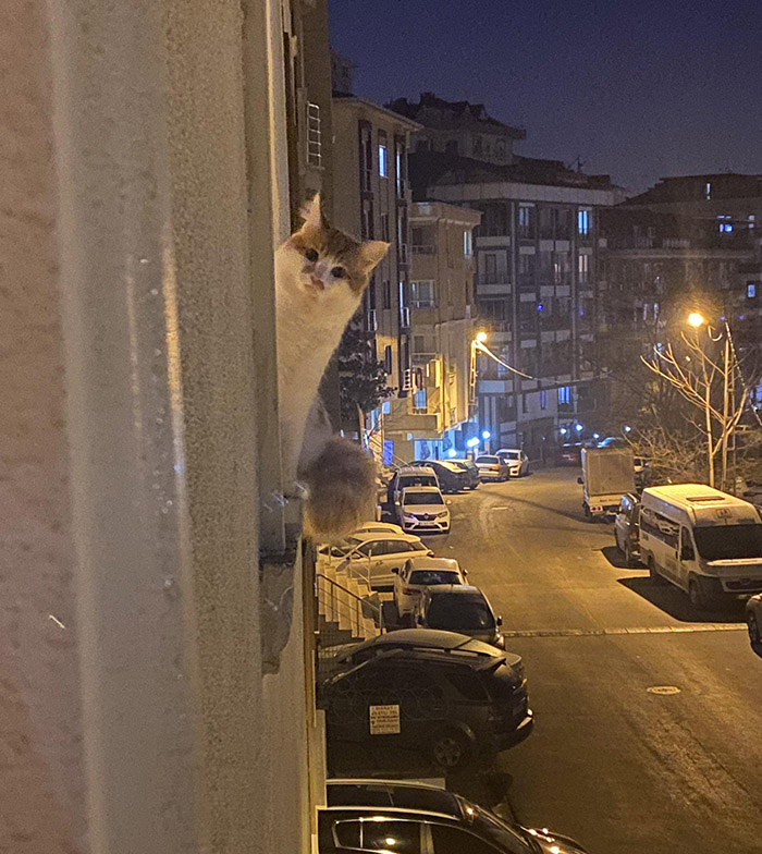 cat neighbor