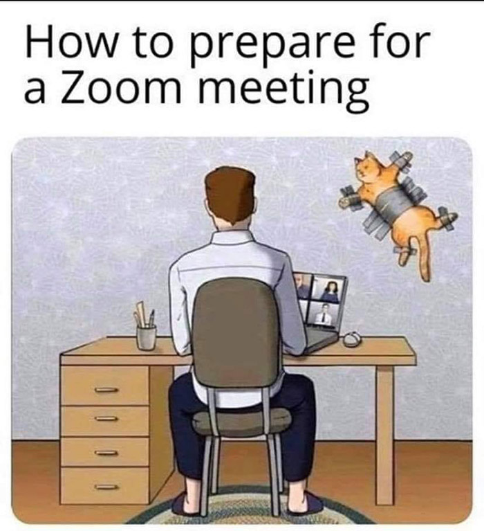 cat stare zoom meeting