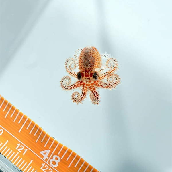 baby octopus