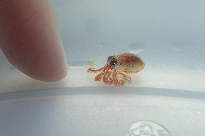 baby octopus