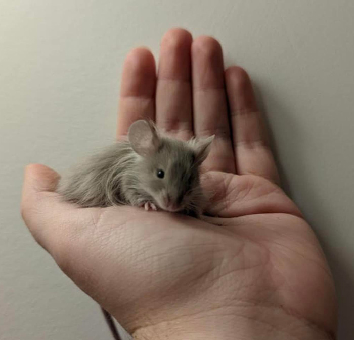long haired mouse