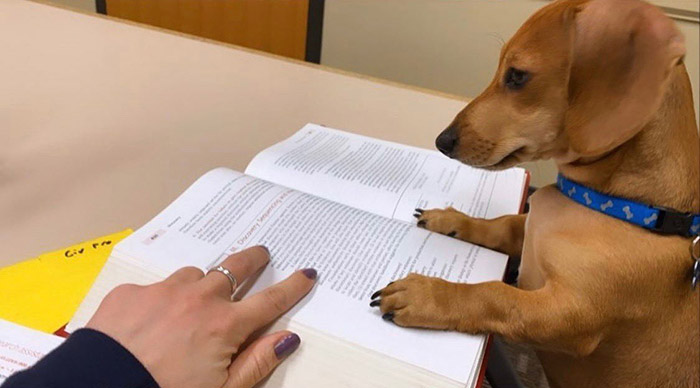 dogs studying