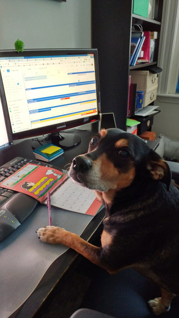 dogs studying