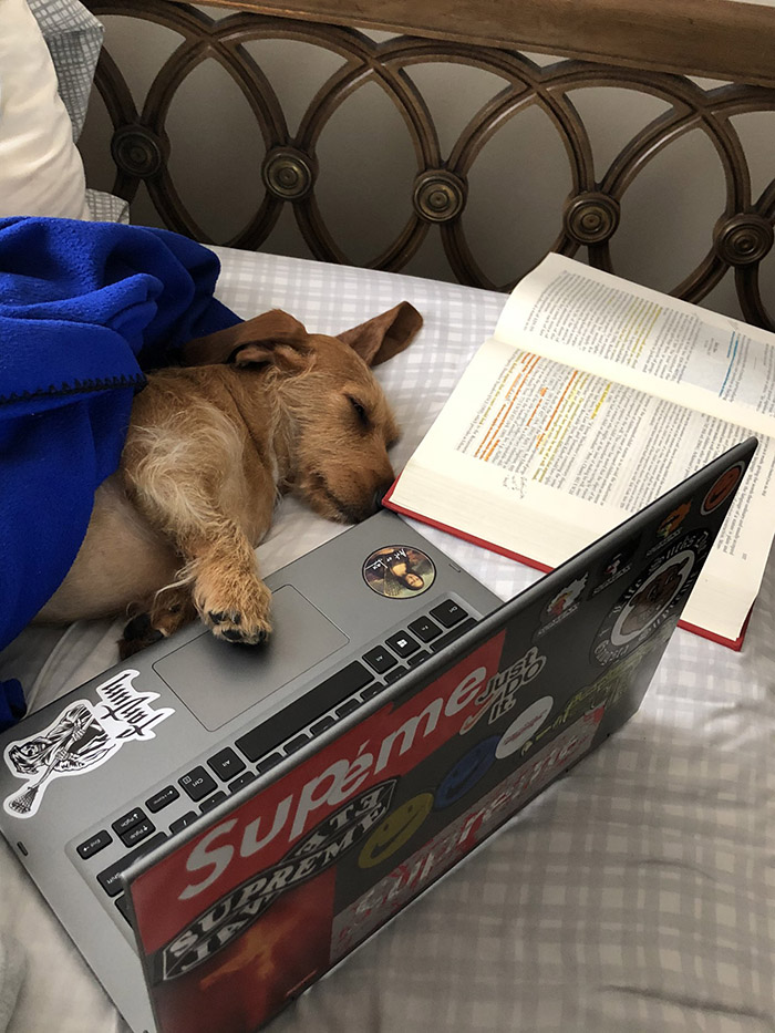 dogs studying