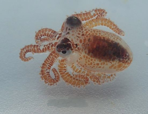 baby octopus