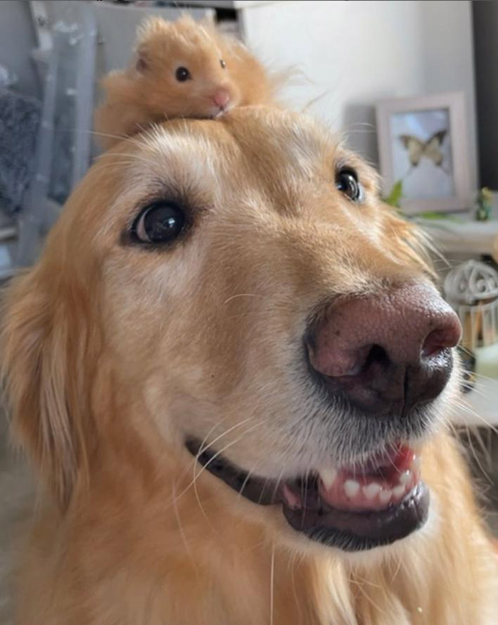 hamster on head