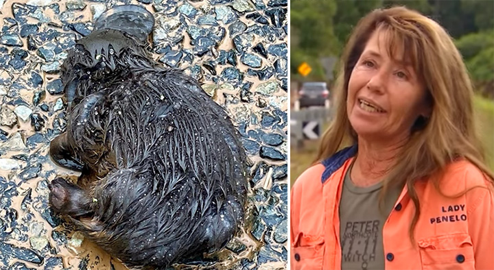woman saves platypus CPR