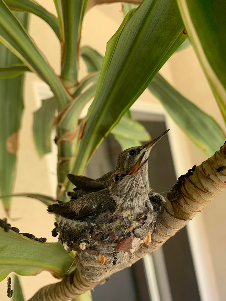 baby hummingbirds