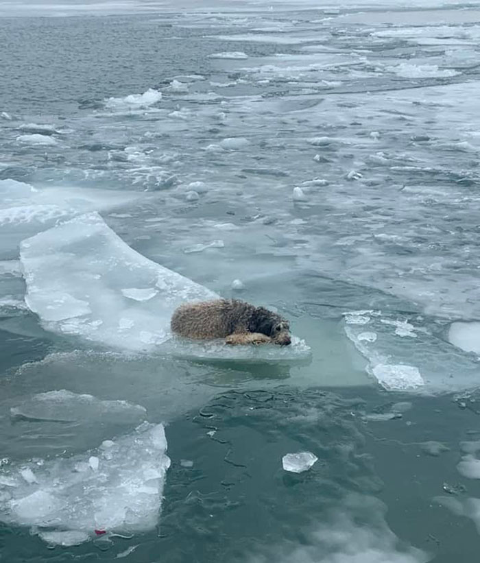dog trapped in icy river rescue