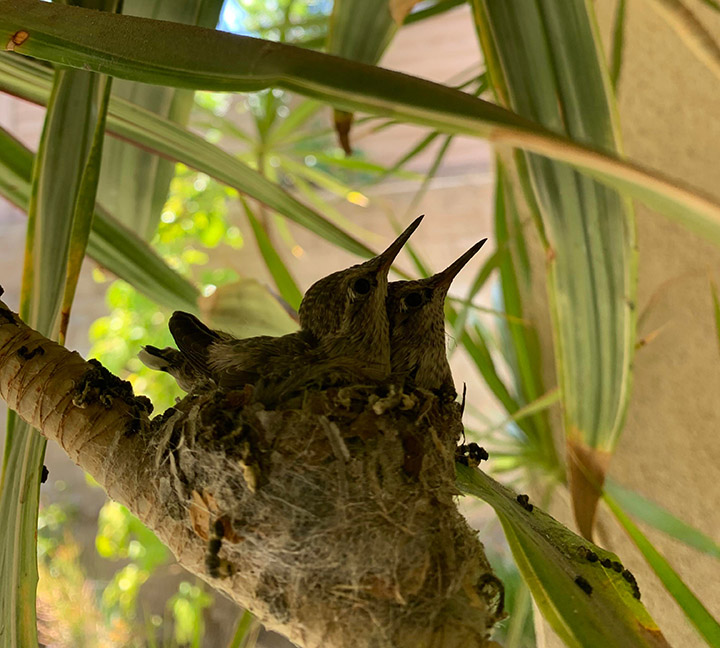 baby hummingbirds