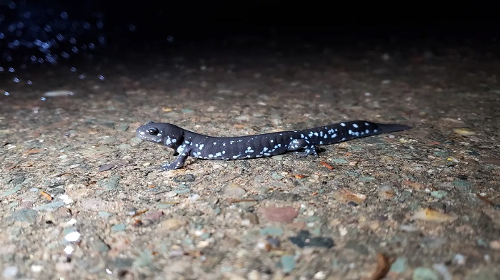 city closes road salamanders