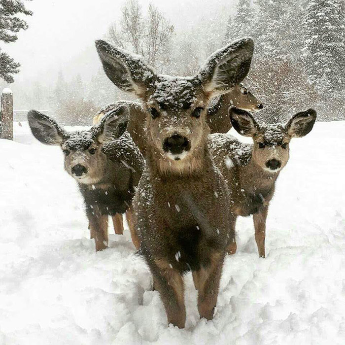 three deer album cover