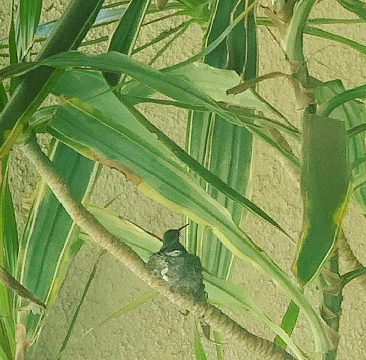 baby hummingbirds