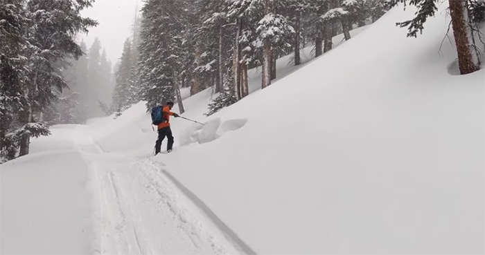 dog survives avalanche