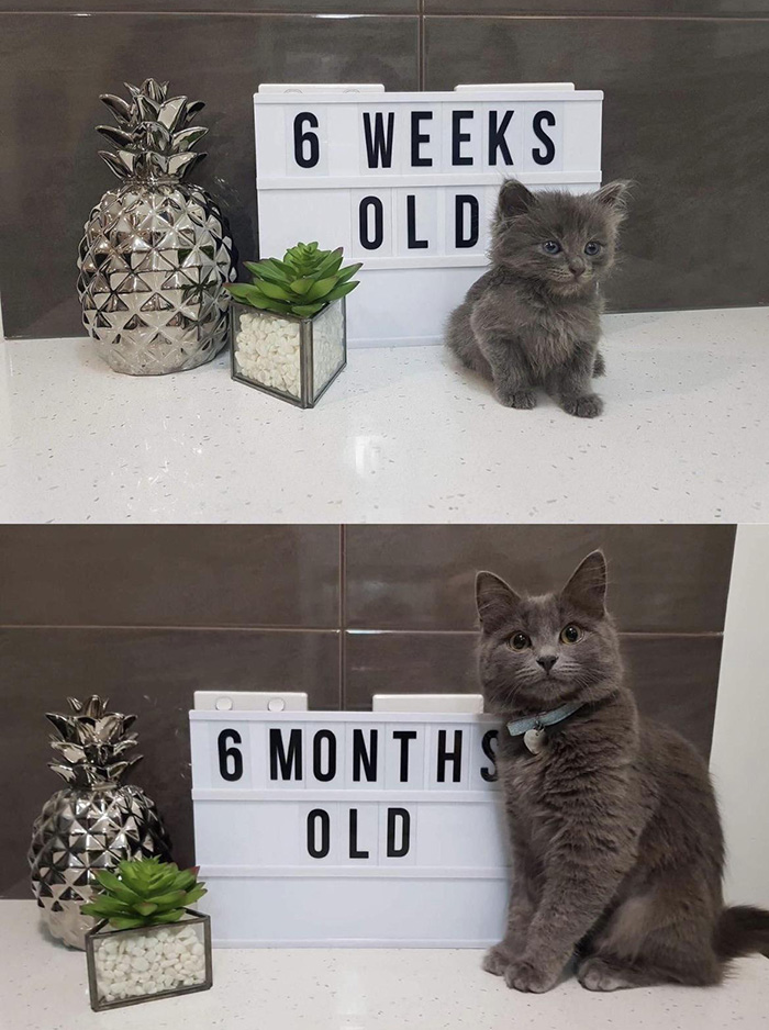kitten growing up