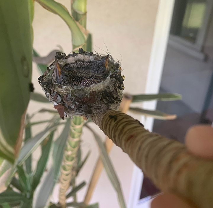 baby hummingbirds