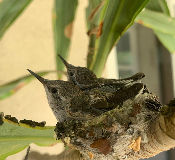 baby hummingbirds