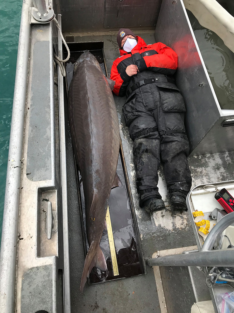 monster 100 year old fish in lake