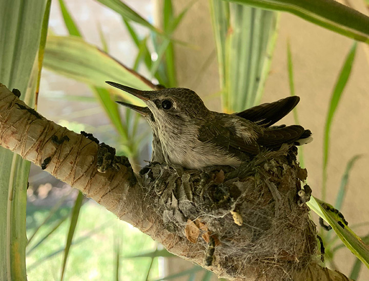 baby hummingbirds