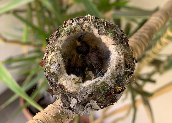 baby hummingbirds