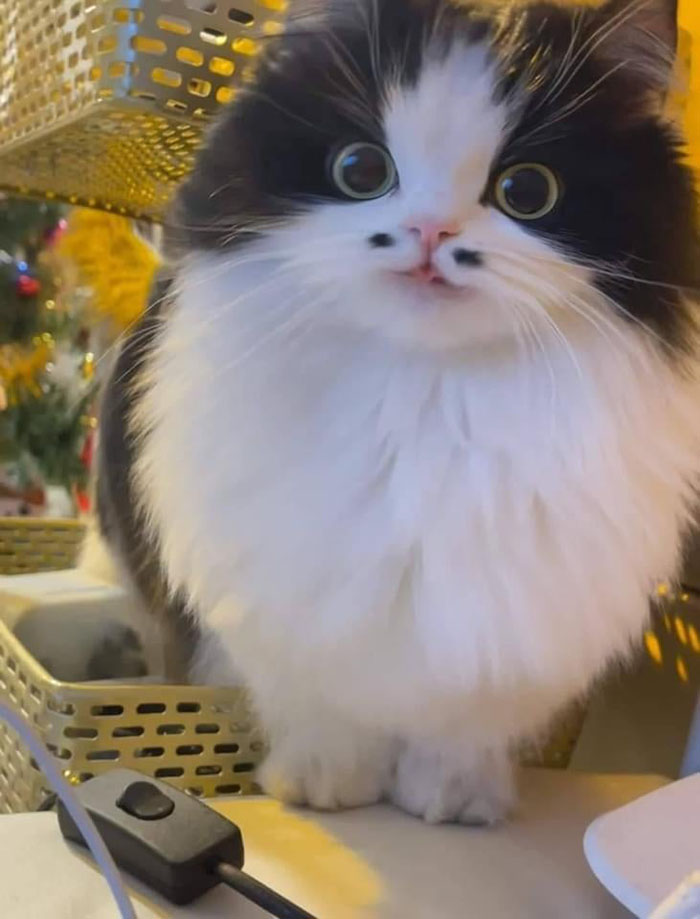kdcxh-cute-cat.jpg