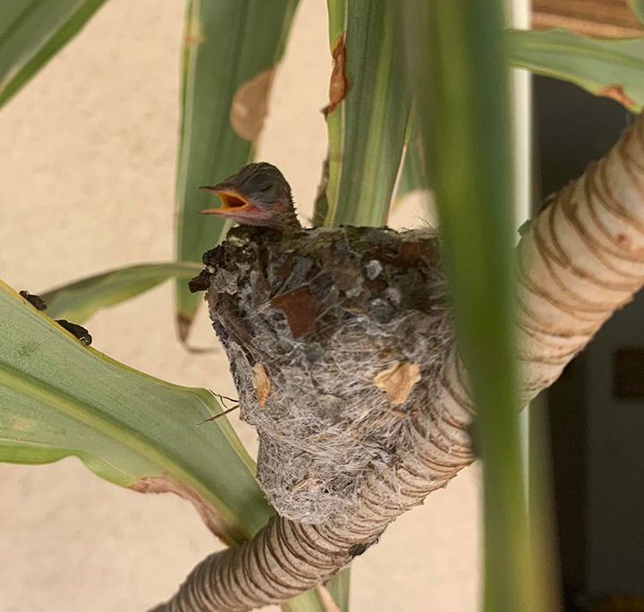 baby hummingbirds