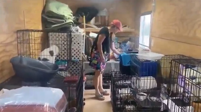 86 cats rescued from fire