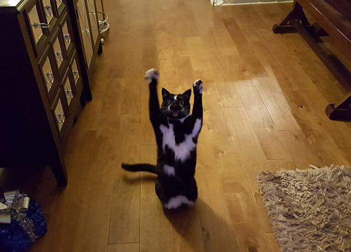 cat with paws up