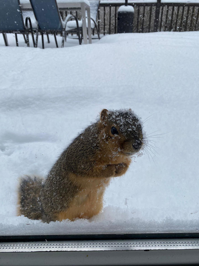 squirrel waiting for snack in snow