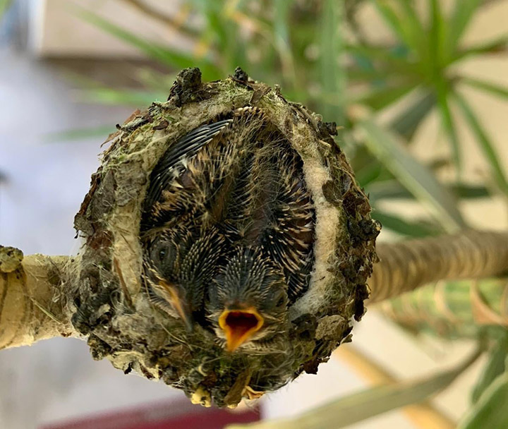 baby hummingbirds