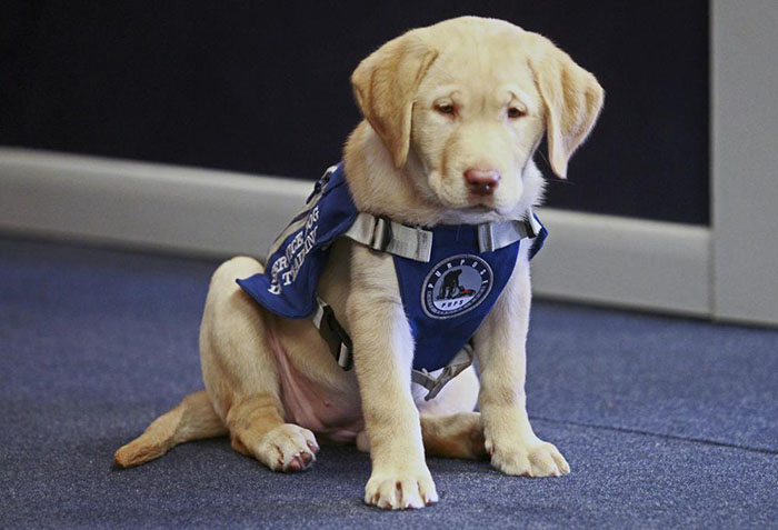 Holiday courthouse therapy dog