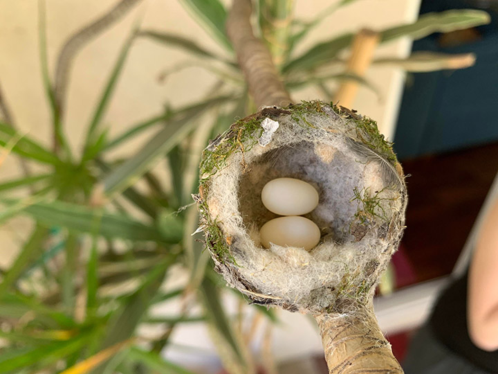 baby hummingbirds