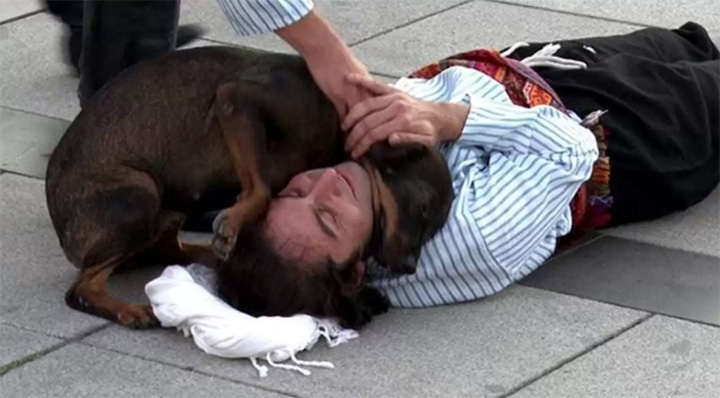 stray dog on injured actor Turkey