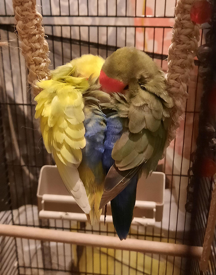 birds sleeping