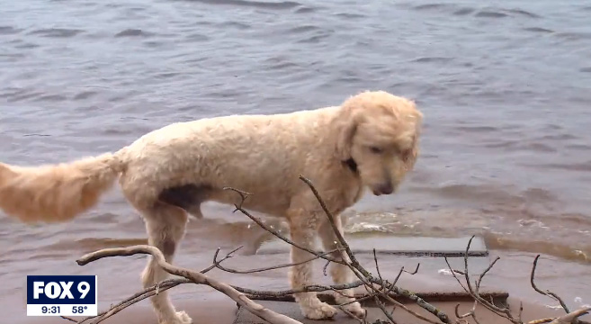 3 legged dog saves baby otter