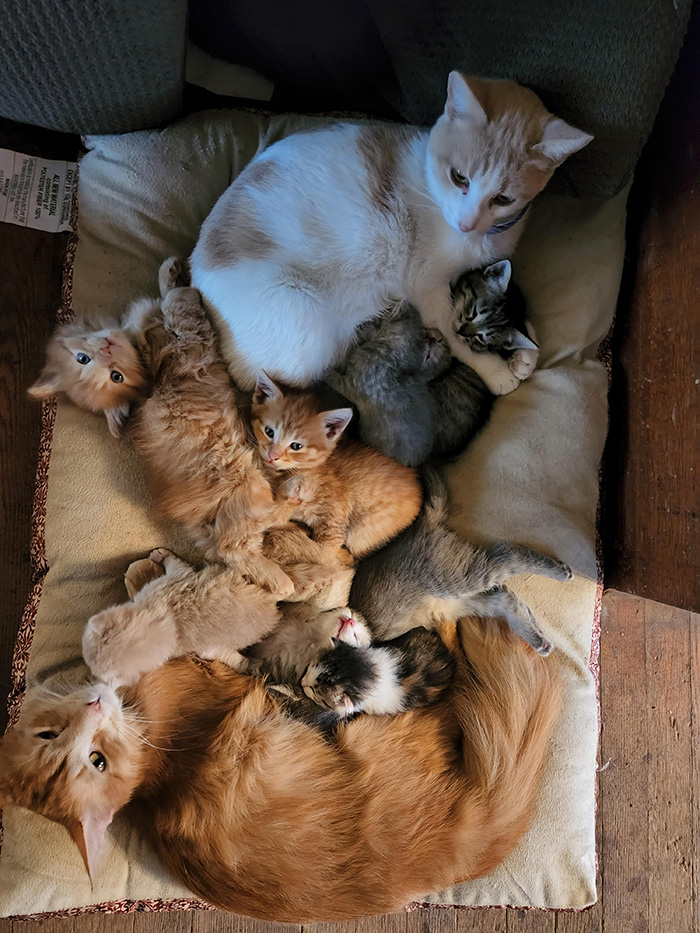277mz-coparenting-cats.jpg