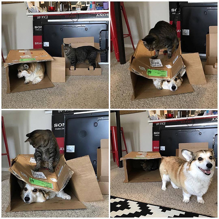 cat steals box from dog