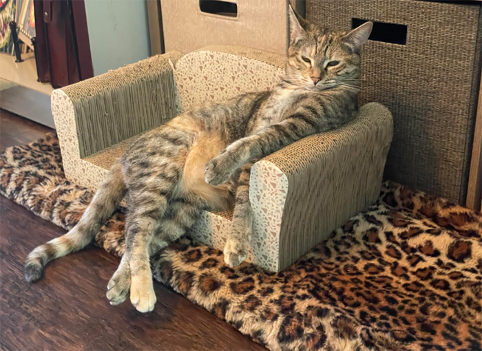 cat lounge