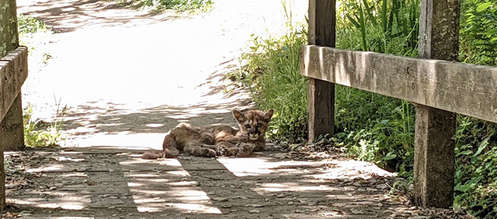 orphan mountain lion cub rescue