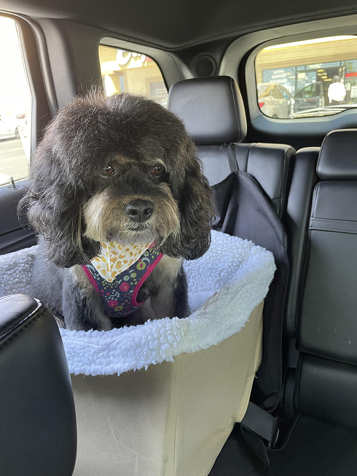 7kd7m-dog-groomer-funny.jpg
