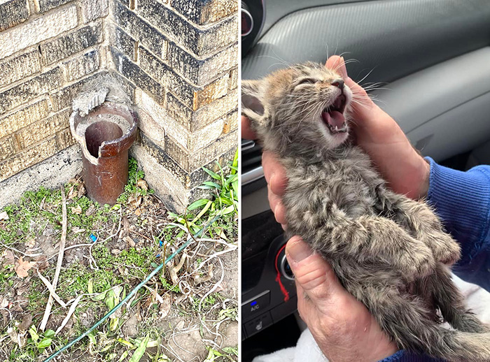 kitten rescue from drainage pipe