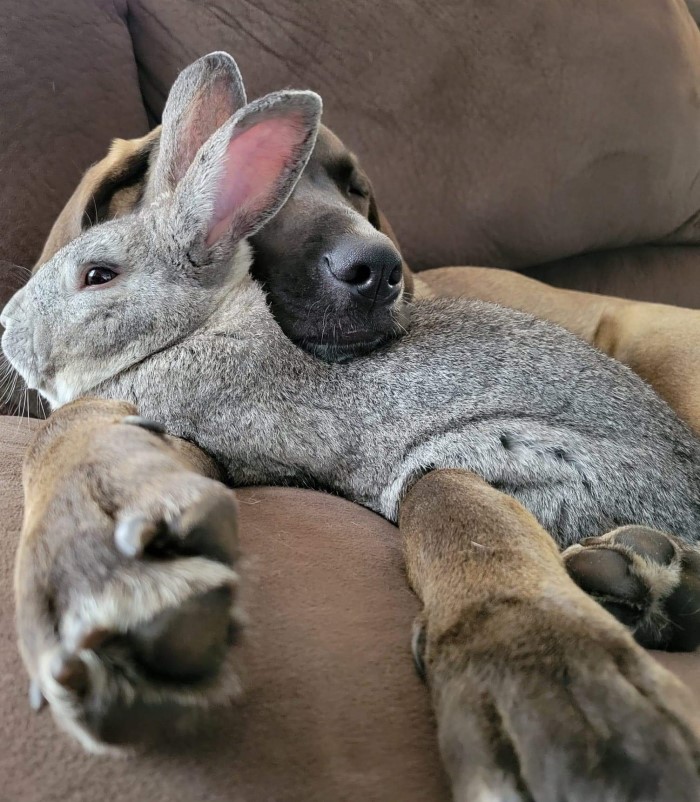 ddt4i-dog-bunny-snuggle-nap.jpg