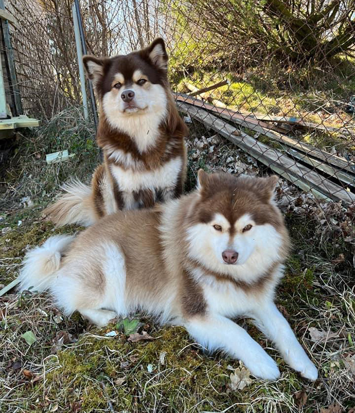 delqt-dogs-nature.jpg