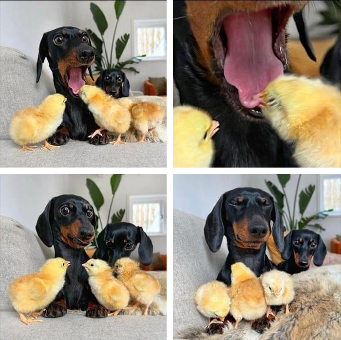 Chick Dog