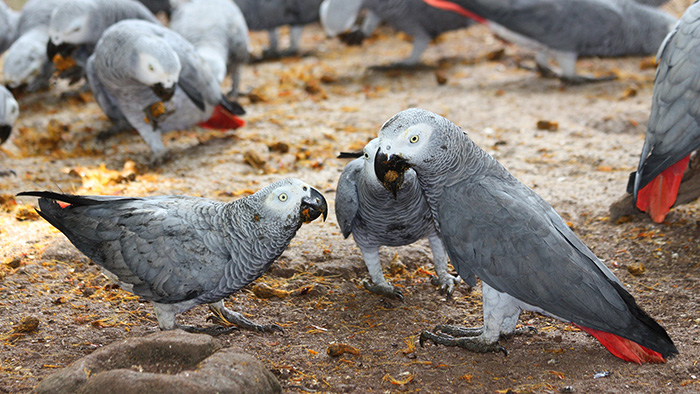 5 parrots swearing