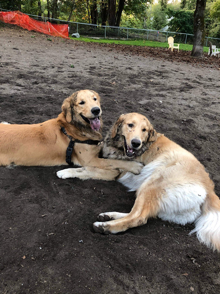 reunion of two golden retrievers