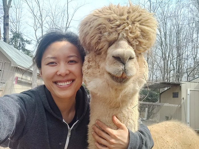 funny alpaca haircut