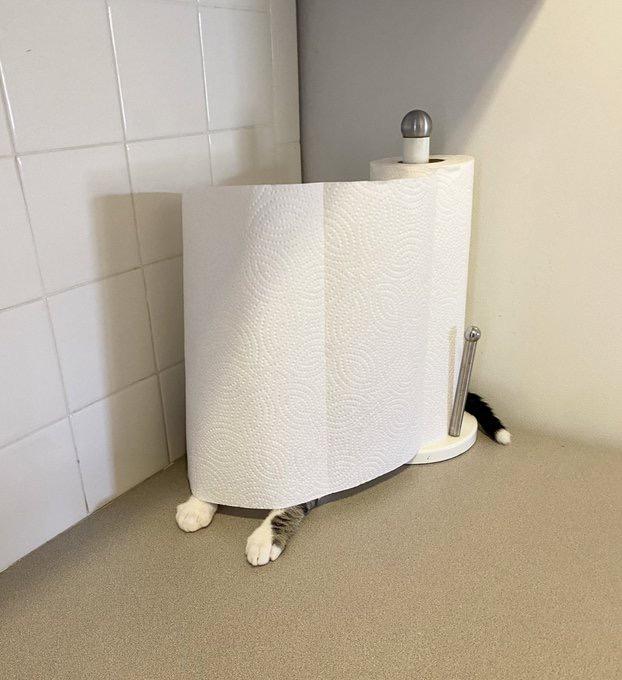 cat hiding behind paper towel roll