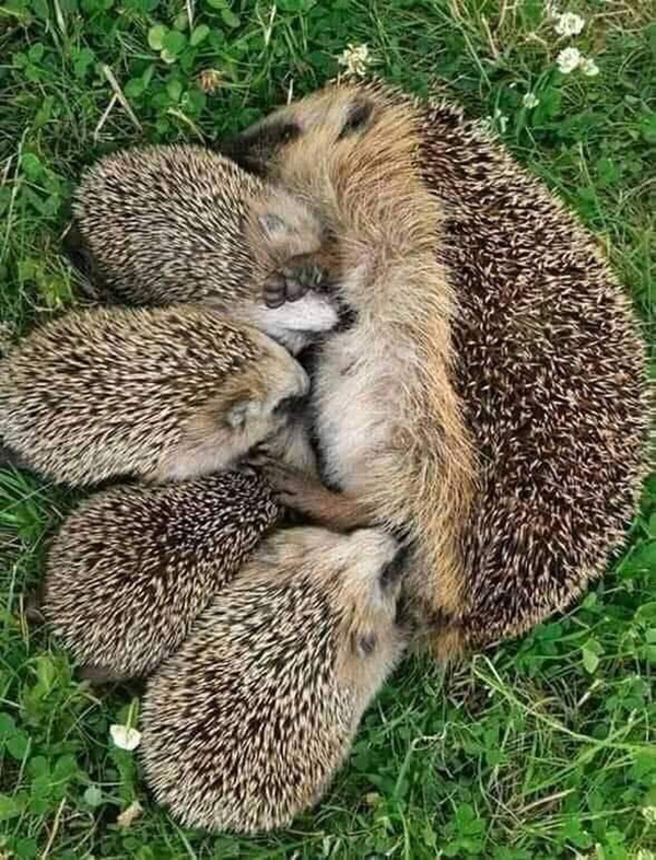 baby hedgehogs nursing