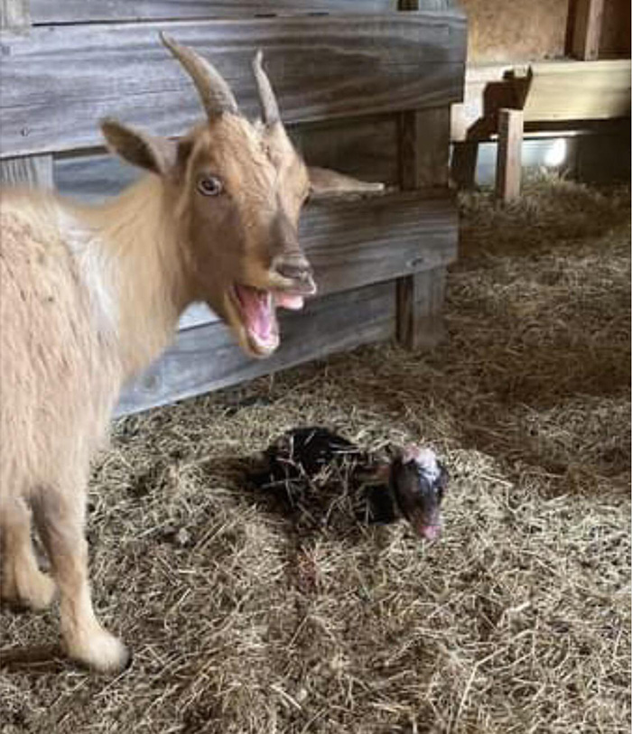 first baby happy goat